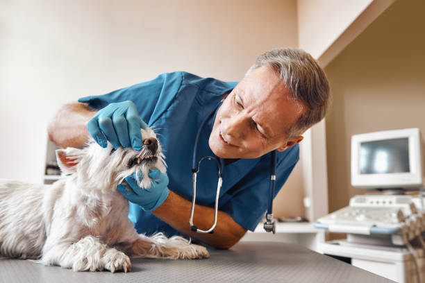 Best Emergency Dental Care for Trauma or Injury in Platte, SD